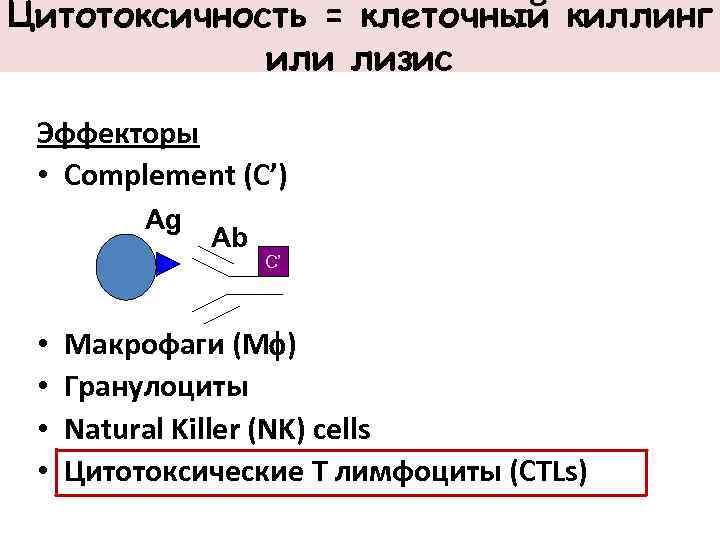 Цитотоксичность = клеточный киллинг или лизис Эффекторы • Complement (C’) Ag • • Ab