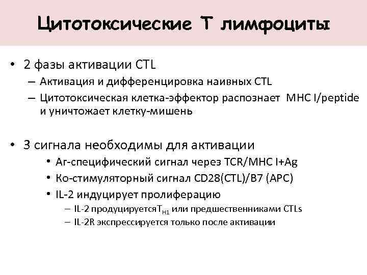 Цитотоксические Т лимфоциты • 2 фазы активации CTL – Активация и дифференцировка наивных CTL