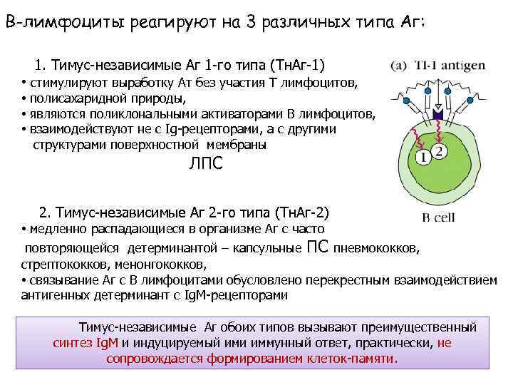 В-лимфоциты реагируют на 3 различных типа Аг: 1. Тимус-независимые Аг 1 -го типа (Тн.