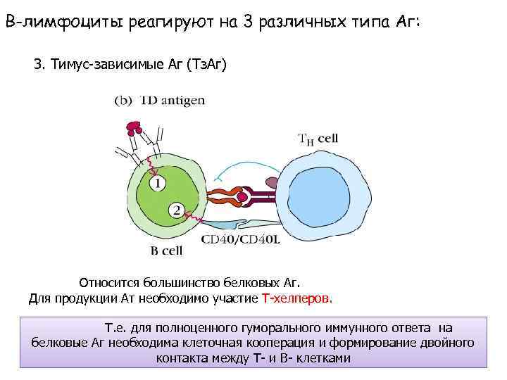 В-лимфоциты реагируют на 3 различных типа Аг: 3. Тимус-зависимые Аг (Тз. Аг) Относится большинство