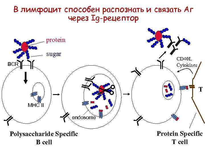 В лимфоцит способен распознать и связать Аг через Ig-рецептор protein sugar CD 40 L