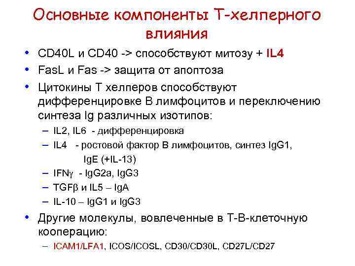 Основные компоненты Т-хелперного влияния • CD 40 L и CD 40 -> способствуют митозу