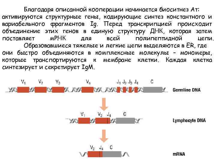 Благодаря описанной кооперации начинается биоситнез Ат: активируются структурные гены, кодирующие синтез константного и вариабельного