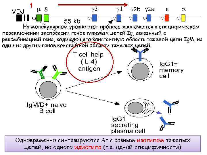 1 На молекулярном уровне этот процесс заключается в специфическом переключении экспрессии генов тяжелых цепей