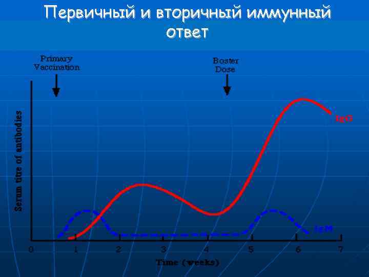 Первичный и вторичный иммунный ответ 