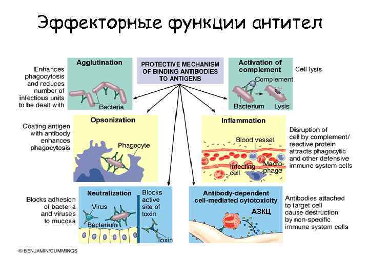 Эффекторные функции антител АЗКЦ 