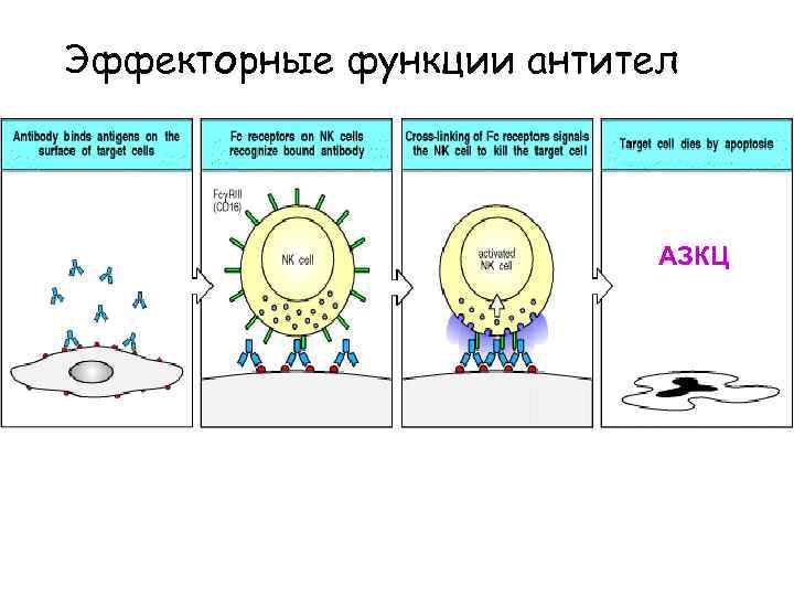 Эффекторные функции антител АЗКЦ 