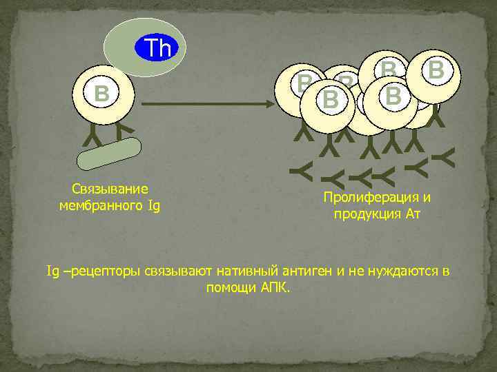 B Y Y Y YY Связывание мембранного Ig B B BB B B YYY