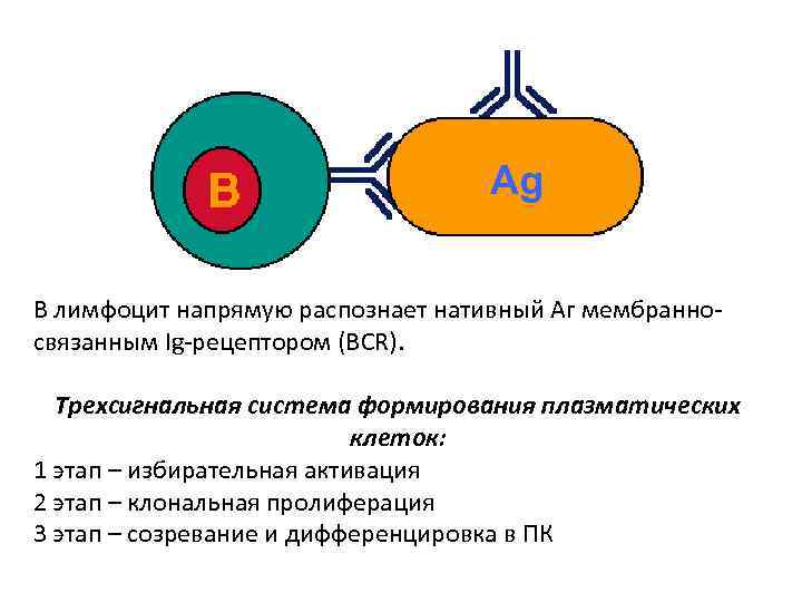 Ag В лимфоцит напрямую распознает нативный Аг мембранносвязанным Ig-рецептором (BCR). Трехсигнальная система формирования плазматических