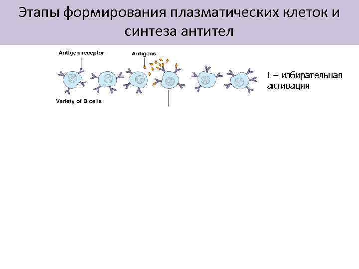 Этапы формирования плазматических клеток и синтеза антител I – избирательная активация 