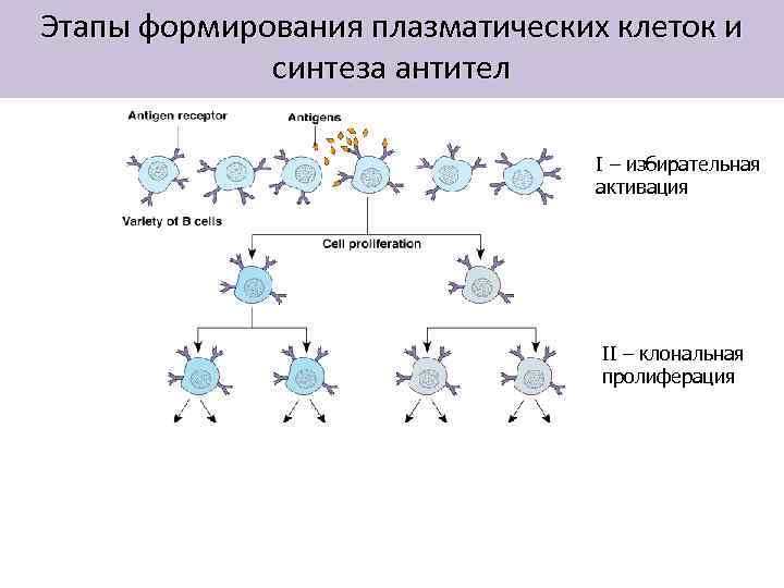 Этапы формирования плазматических клеток и синтеза антител I – избирательная активация II – клональная