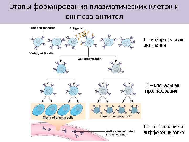 Этапы формирования плазматических клеток и синтеза антител I – избирательная активация II – клональная