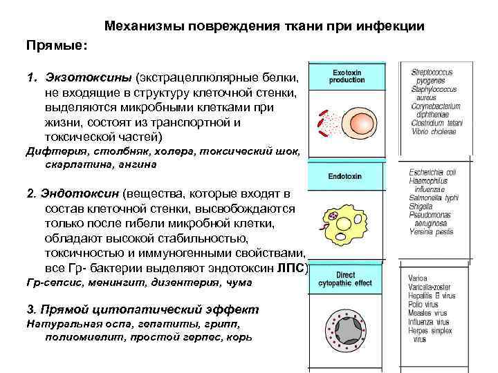 Механизмы повреждения ткани при инфекции Прямые: 1. Экзотоксины (экстрацеллюлярные белки, не входящие в структуру