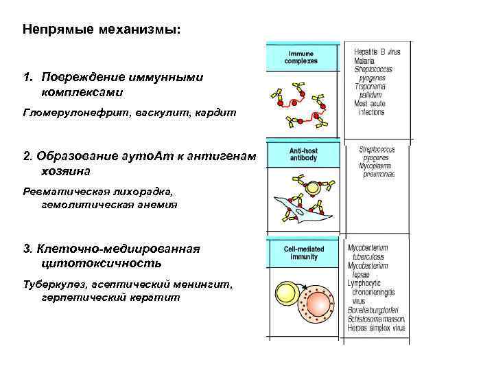 Непрямые механизмы: 1. Повреждение иммунными комплексами Гломерулонефрит, васкулит, кардит 2. Образование ауто. Ат к