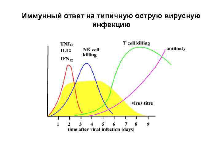 Иммунный ответ на типичную острую вирусную инфекцию 