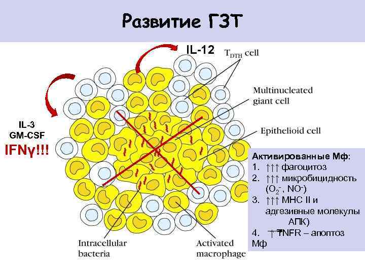 Развитие ГЗТ IL-12 IL-3 GM-CSF IFNγ!!! Активированные Мф: 1. ↑↑↑ фагоцитоз 2. ↑↑↑ микробицидность