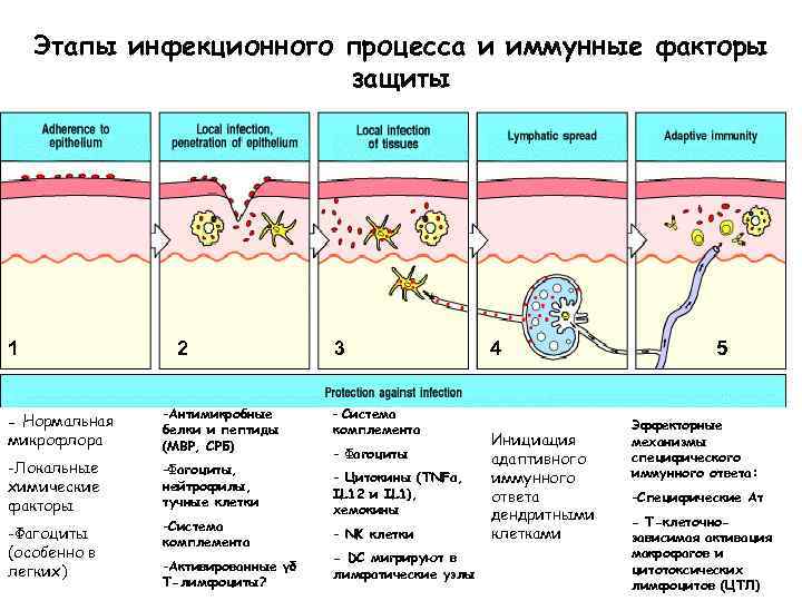 Этапы инфекционного процесса и иммунные факторы защиты 1 2 микрофлора -Антимикробные белки и пептиды