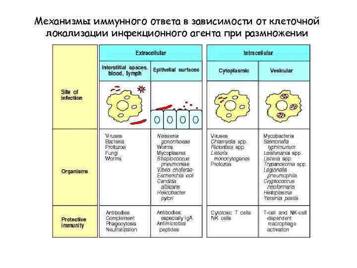 Механизмы иммунного ответа в зависимости от клеточной локализации инфекционного агента при размножении 