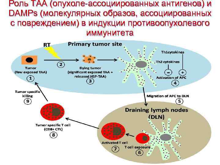 Роль TAA (опухоле-ассоциированных антигенов) и DAMPs (молекулярных образов, ассоциированных с повреждением) в индукции противоопухолевого