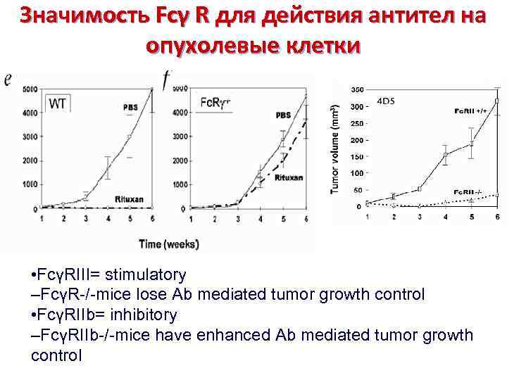 Значимость Fcγ R для действия антител на опухолевые клетки • FcγRIII= stimulatory –FcγR-/-mice lose