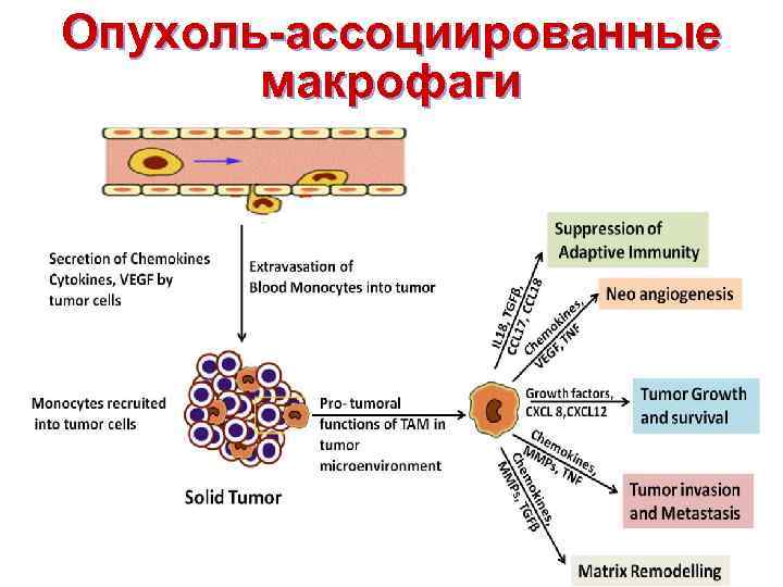 Опухоль-ассоциированные макрофаги 