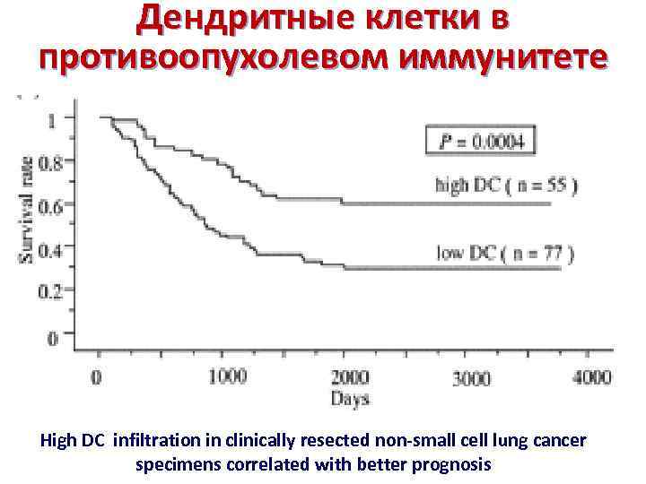 Дендритные клетки в противоопухолевом иммунитете High DC infiltration in clinically resected non-small cell lung