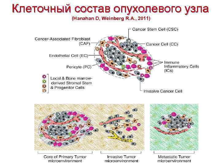 Клеточный состав опухолевого узла (Hanahan D, Weinberg R. A. , 2011) 