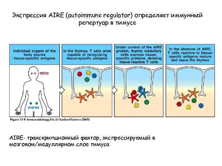 Экспрессия AIRE (autoimmune regulator) определяет иммунный репертуар в тимусе Figure 13 -9 AIRE- транскрипционный