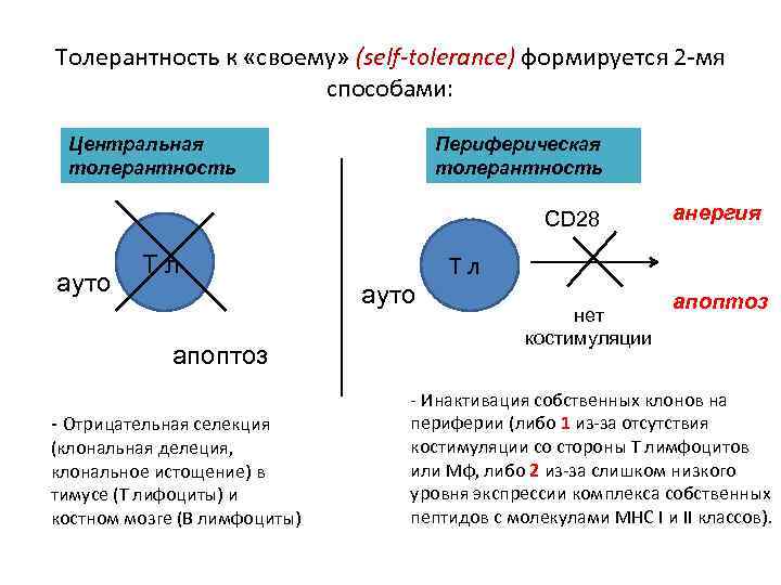 Толерантность к «своему» (self-tolerance) формируется 2 -мя способами: Центральная толерантность Периферическая толерантность CD 28