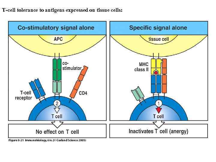 T-cell tolerance to antigens expressed on tissue cells: Figure 8 -21 