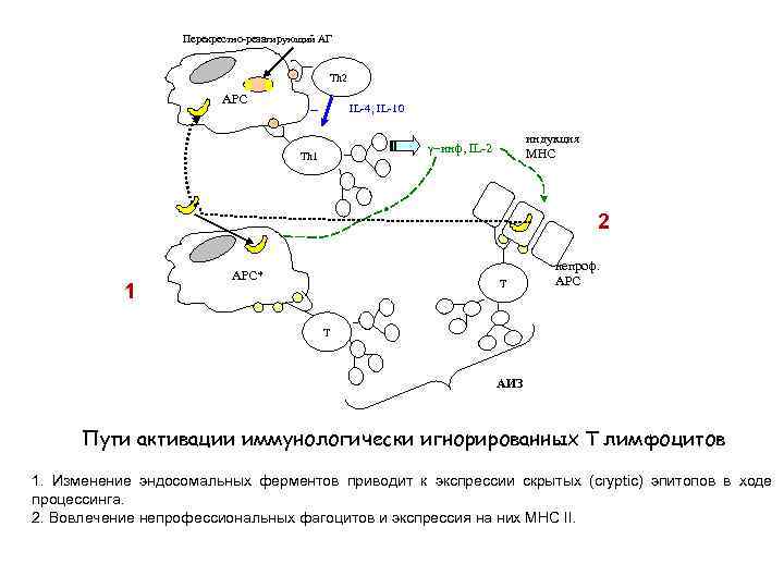 Перекрестно-реаагирующий АГ Th 2 АРС – IL-4, IL-10 индукция МНС g-инф, IL-2 Th 1