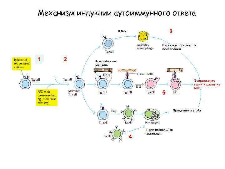 Механизм индукции аутоиммунного ответа 3 IFN-γ Развитие локального воспаления 1 2 Клетка/органмишень Повреждение ткани