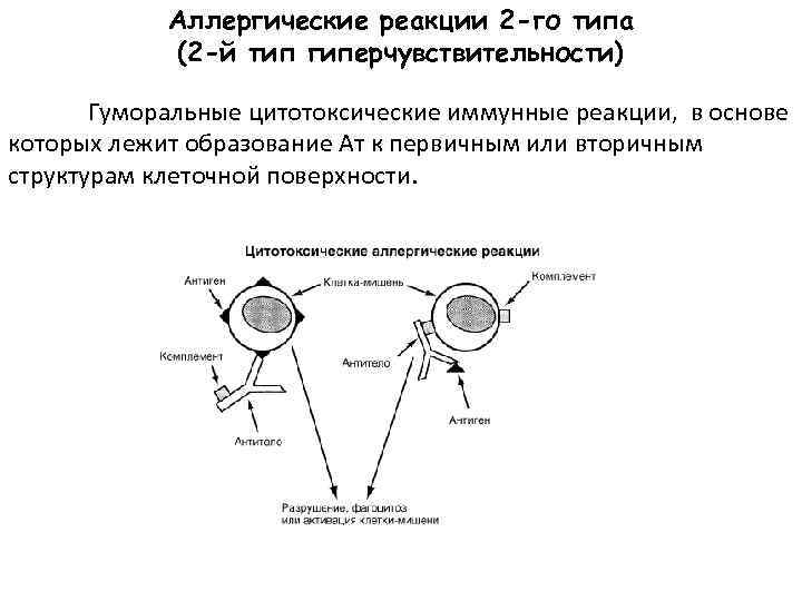 Аллергические реакции 2 -го типа (2 -й тип гиперчувствительности) Гуморальные цитотоксические иммунные реакции, в