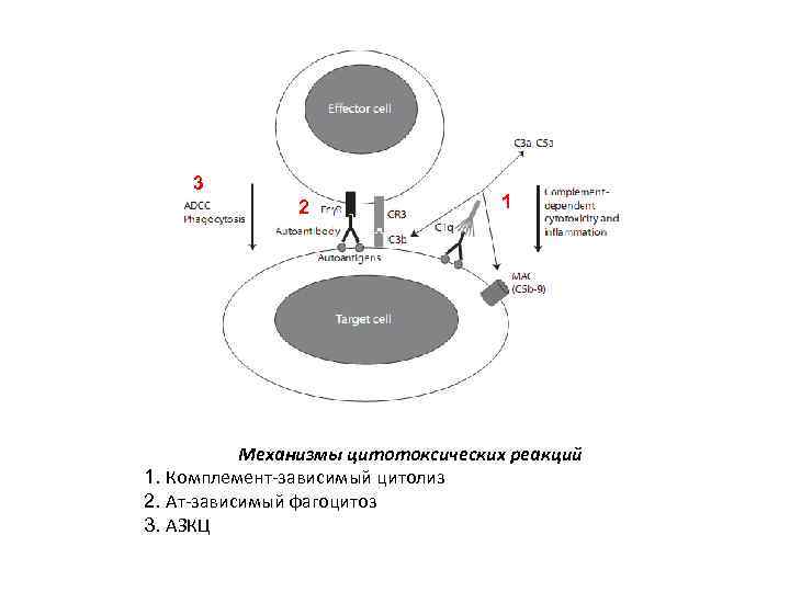 3 2 1 Механизмы цитотоксических реакций 1. Комплемент-зависимый цитолиз 2. Ат-зависимый фагоцитоз 3. АЗКЦ