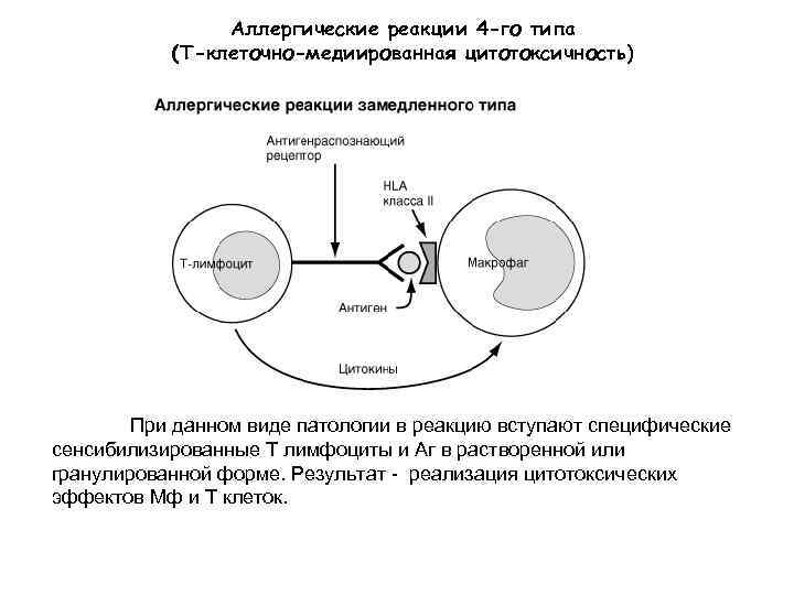 Аллергические реакции 4 -го типа (Т-клеточно-медиированная цитотоксичность) При данном виде патологии в реакцию вступают