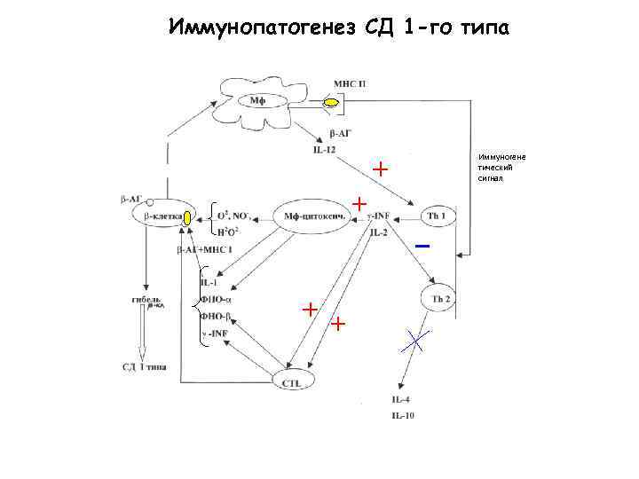 Иммунопатогенез СД 1 -го типа Иммуногене тический сигнал 