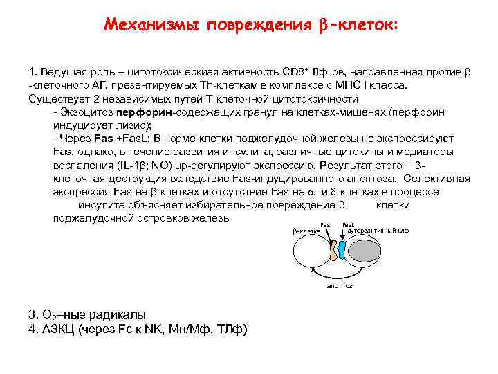 Механизмы повреждения -клеток: 1. Ведущая роль – цитотоксическиая активность CD 8+ Лф-ов, направленная против