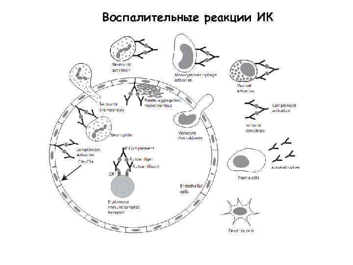 Воспалительные реакции ИК 
