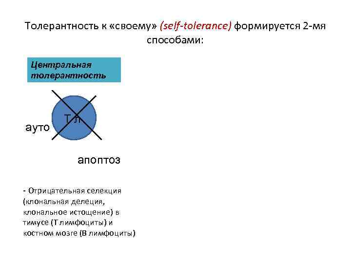 Толерантность к «своему» (self-tolerance) формируется 2 -мя способами: Центральная толерантность ауто Т л апоптоз