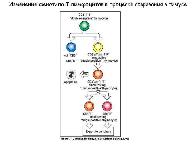 Изменение фенотипа Т лимфоцитов в процессе созревания в тимусе Figure 7 -12 