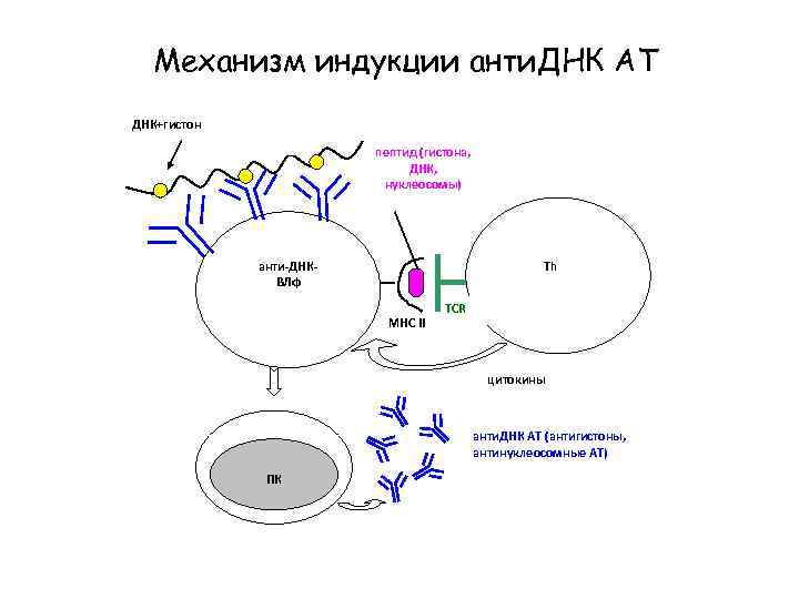 Механизм индукции анти. ДНК АТ ДНК+гистон пептид (гистона, ДНК, нуклеосомы) Th анти-ДНКВЛф МНС II