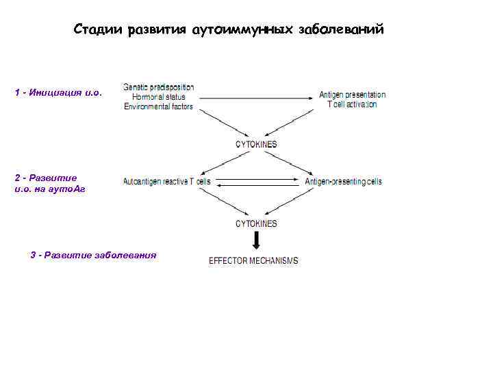 Стадии развития аутоиммунных заболеваний 1 - Инициация и. о. 2 - Развитие и. о.