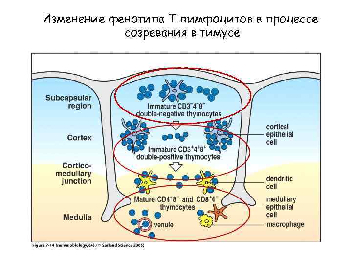 Изменение фенотипа Т лимфоцитов в процессе созревания в тимусе Figure 7 -12 
