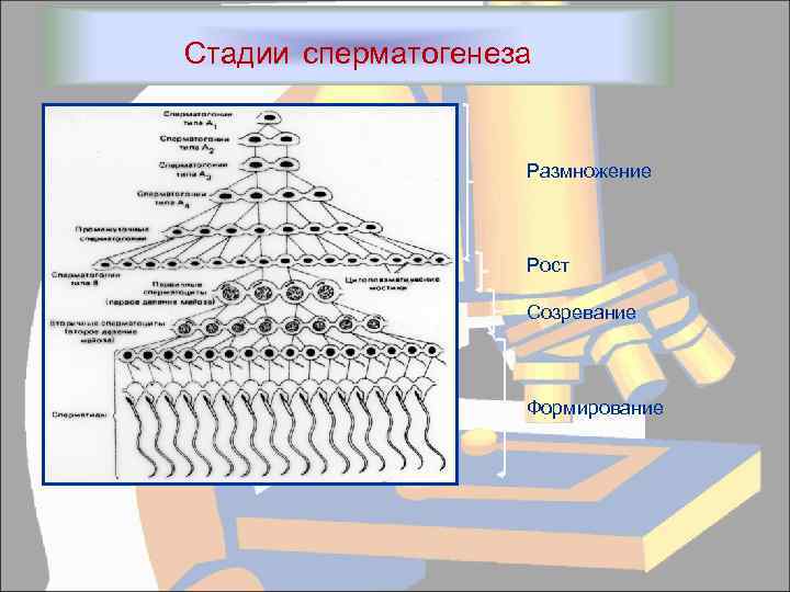 Стадии сперматогенеза Размножение Рост Созревание Формирование 