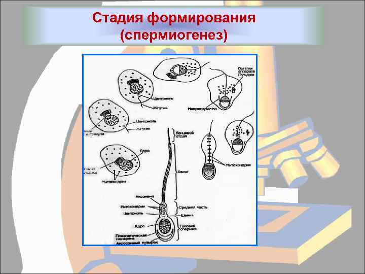 Стадия формирования (спермиогенез) 