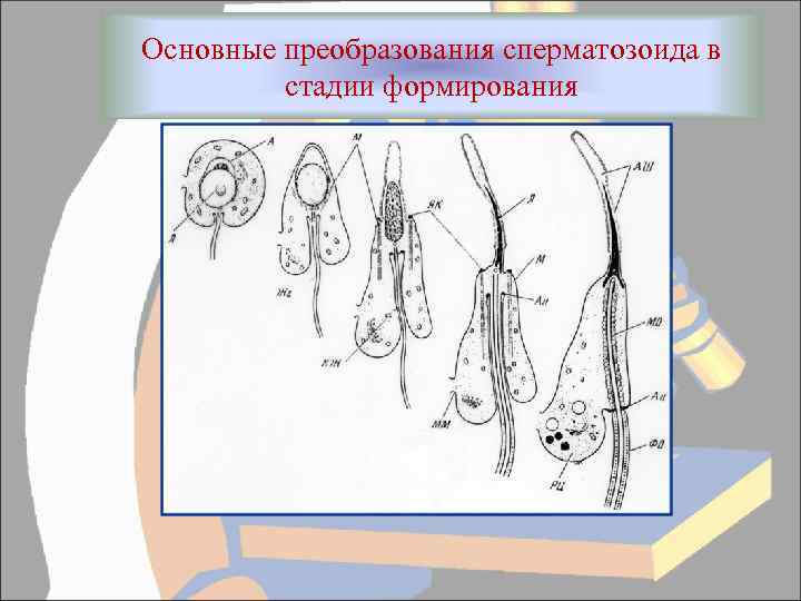 Основные преобразования сперматозоида в стадии формирования 