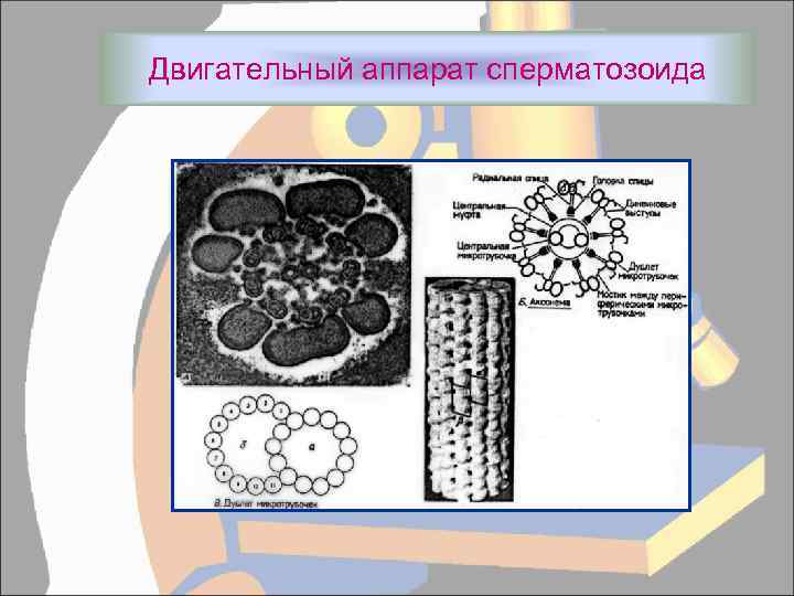 Двигательный аппарат сперматозоида 