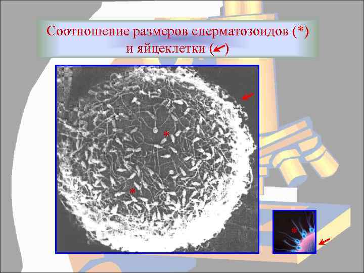 Соотношение размеров сперматозоидов (*) и яйцеклетки ( ) * * * 