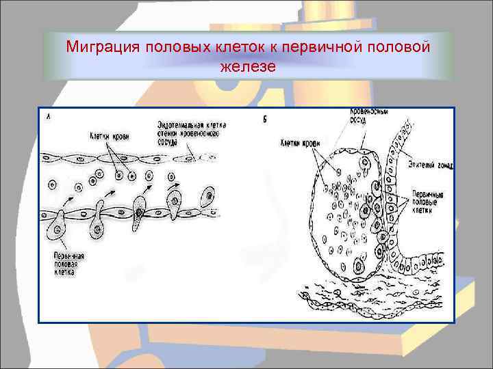 Миграция половых клеток к первичной половой железе 