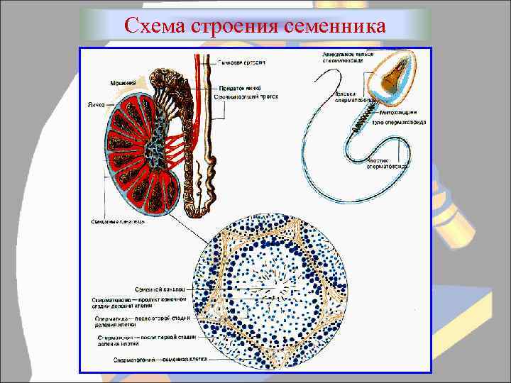 Единица яичка. Схема строения семенника. Схема строения яичка. Строение яичек животных. Микроскопическое строение яичка.